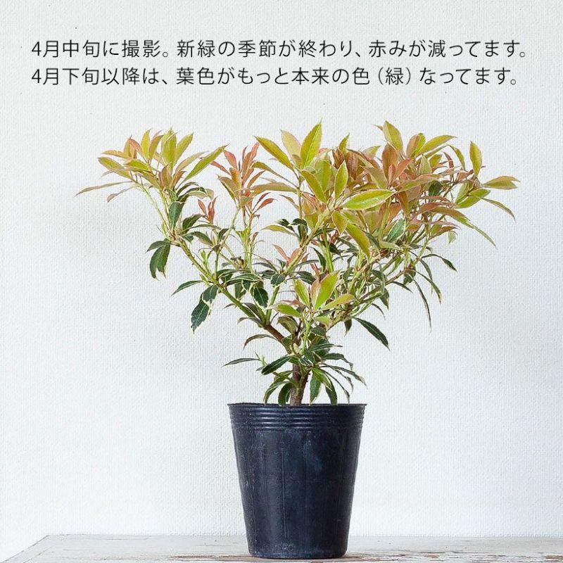 観葉植物 屋外 庭 ガーデニング 紅葉 おしゃれ 斑入りアセビ
