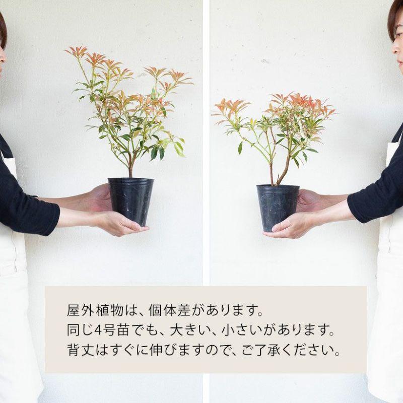 観葉植物 屋外 庭 ガーデニング 紅葉 おしゃれ 斑入りアセビ