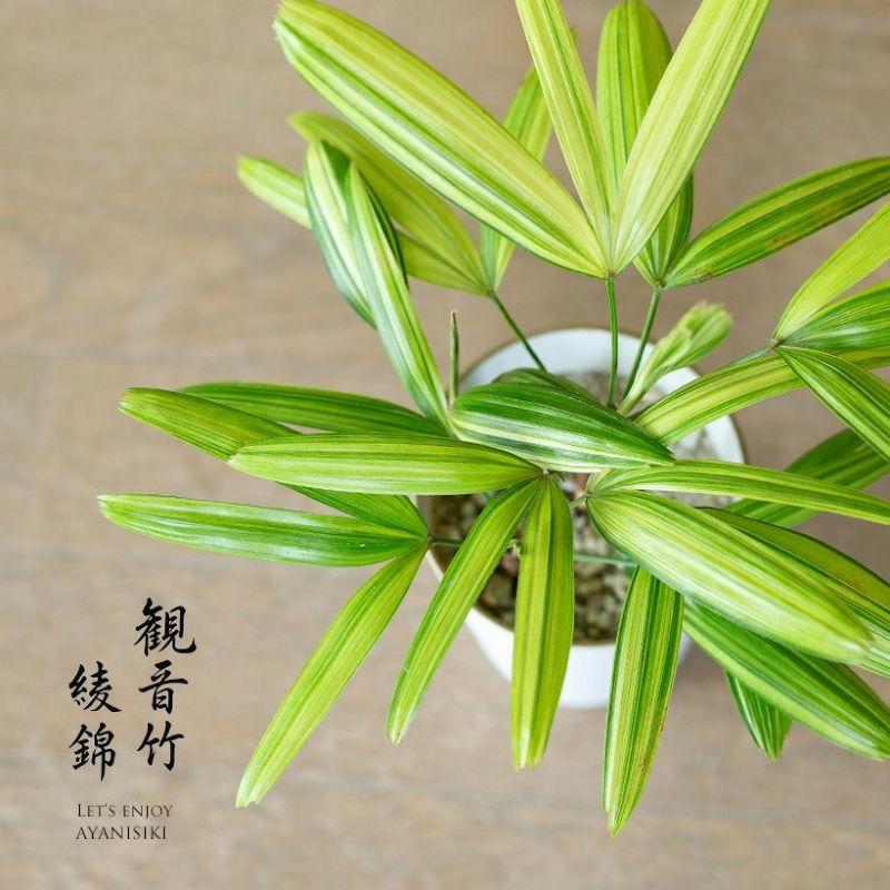観葉植物 種類 室内 おしゃれ 観音竹 綾錦 カンノンチク・アヤニシキ