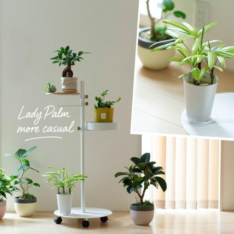 観葉植物 種類 室内 おしゃれ 観音竹 綾錦 カンノンチク・アヤニシキ