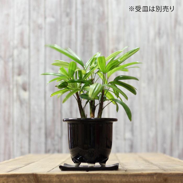 観葉植物 竹 種類 室内 観音竹・綾錦(カンノンチク・アヤニシキ