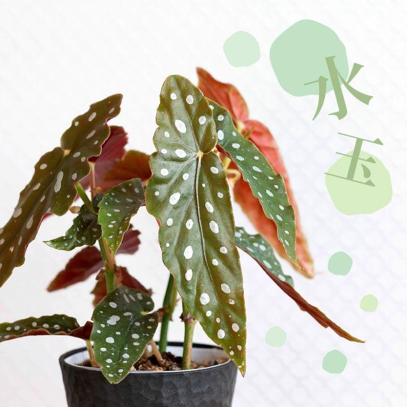 観葉植物 種類 室内 おしゃれ ベゴニア・マクラータ樹脂POT☆水玉模様