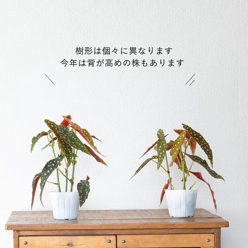 観葉植物 種類 室内 おしゃれ ベゴニア・マクラータ樹脂POT☆水玉模様