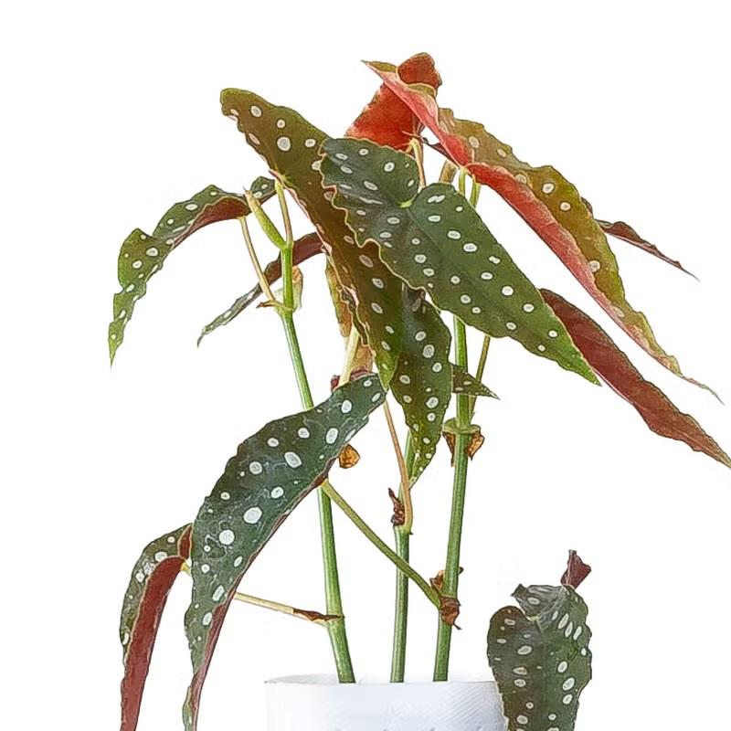 観葉植物 種類 室内 おしゃれ ベゴニア・マクラータ樹脂POT☆水玉模様