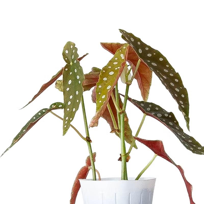 観葉植物 種類 室内 おしゃれ ベゴニア・マクラータ樹脂POT☆水玉模様