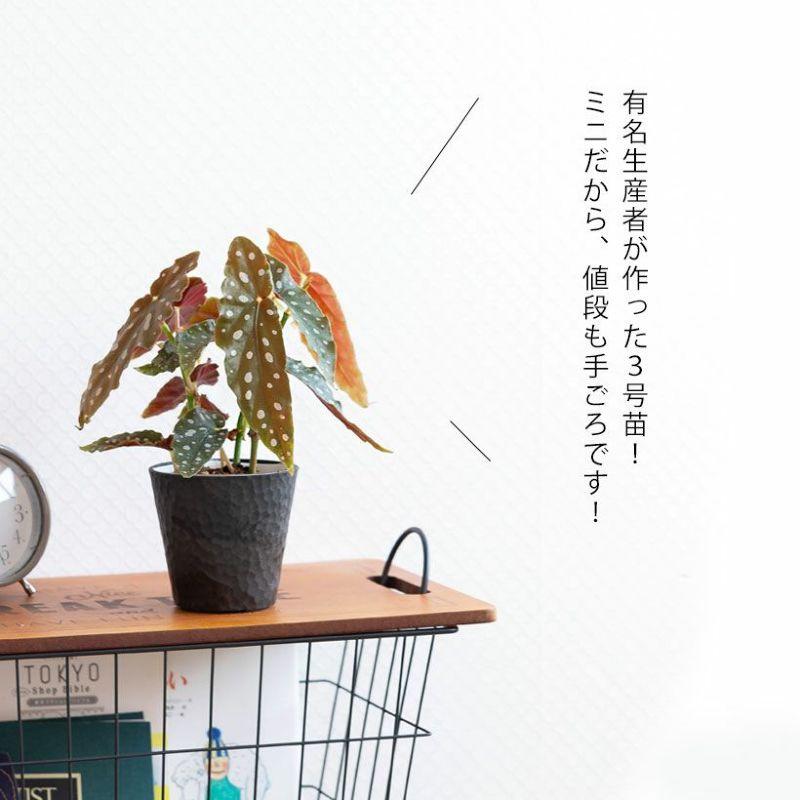 観葉植物 種類 室内 おしゃれ ベゴニア・マクラータ樹脂POT☆水玉模様