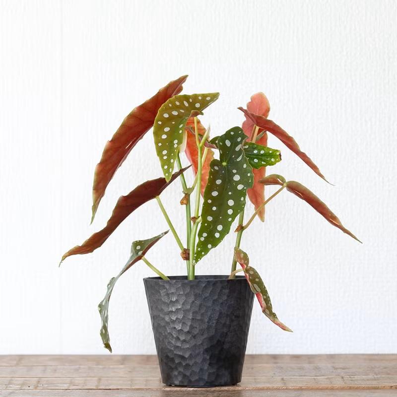 観葉植物 種類 室内 おしゃれ ベゴニア・マクラータ樹脂POT☆水玉模様