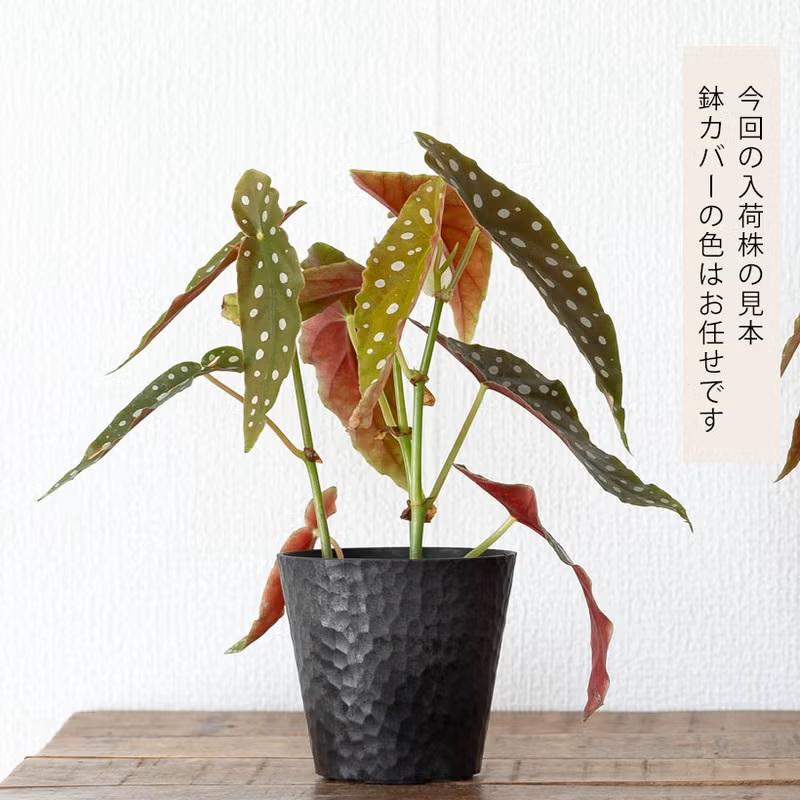 観葉植物 種類 室内 おしゃれ ベゴニア・マクラータ樹脂POT☆水玉模様