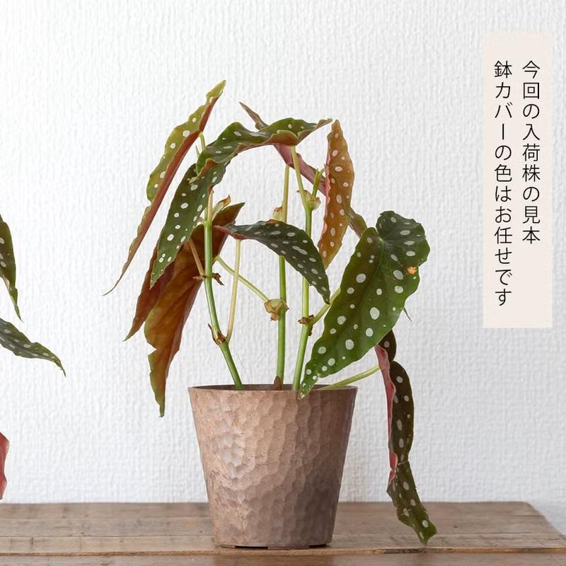 観葉植物 種類 室内 おしゃれ ベゴニア・マクラータ樹脂POT☆水玉模様