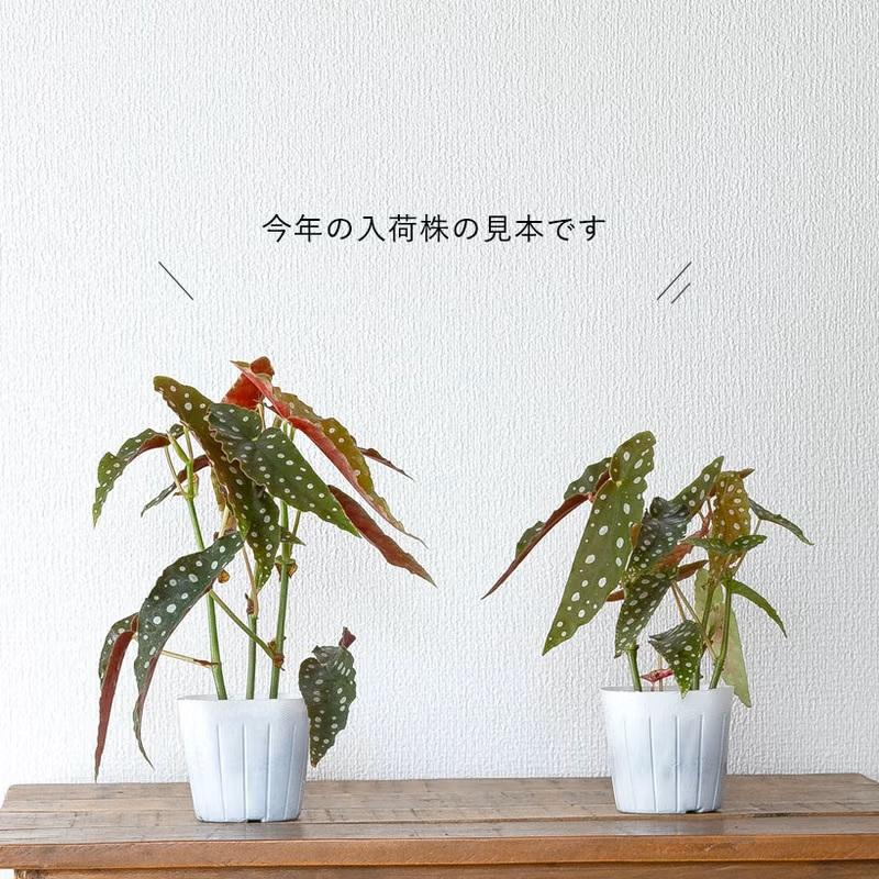 観葉植物 種類 室内 おしゃれ ベゴニア・マクラータ樹脂POT☆水玉模様