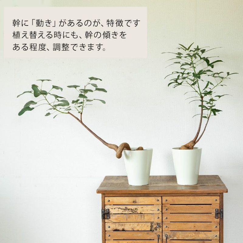 観葉植物 葉が面白いボトルツリー（ブラキチトン・ポプルネウス）5号