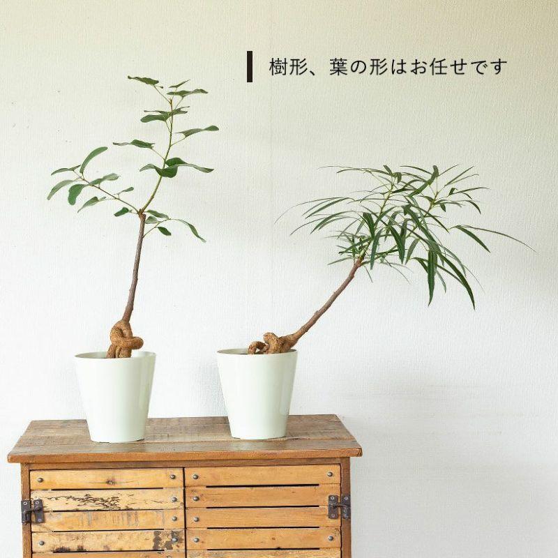 観葉植物 葉が面白いボトルツリー（ブラキチトン・ポプルネウス）5号
