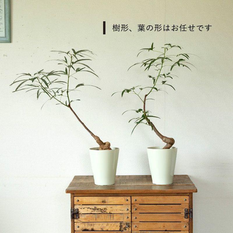 観葉植物 葉が面白いボトルツリー（ブラキチトン・ポプルネウス）5号