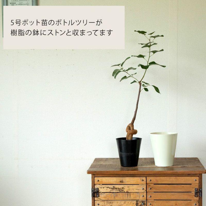 観葉植物 葉が面白いボトルツリー（ブラキチトン・ポプルネウス）5号