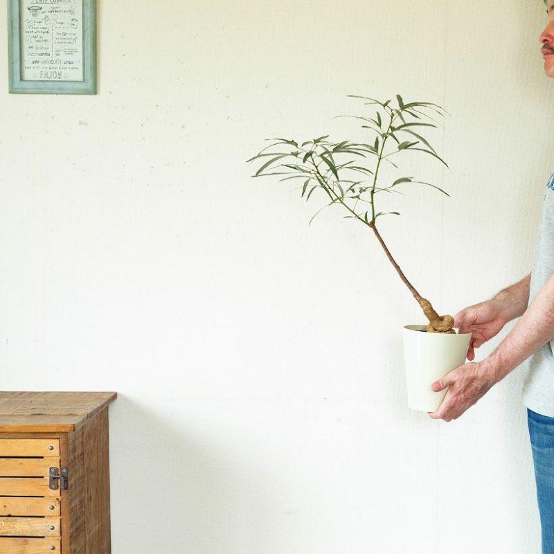 観葉植物 葉が面白いボトルツリー（ブラキチトン・ポプルネウス）5号