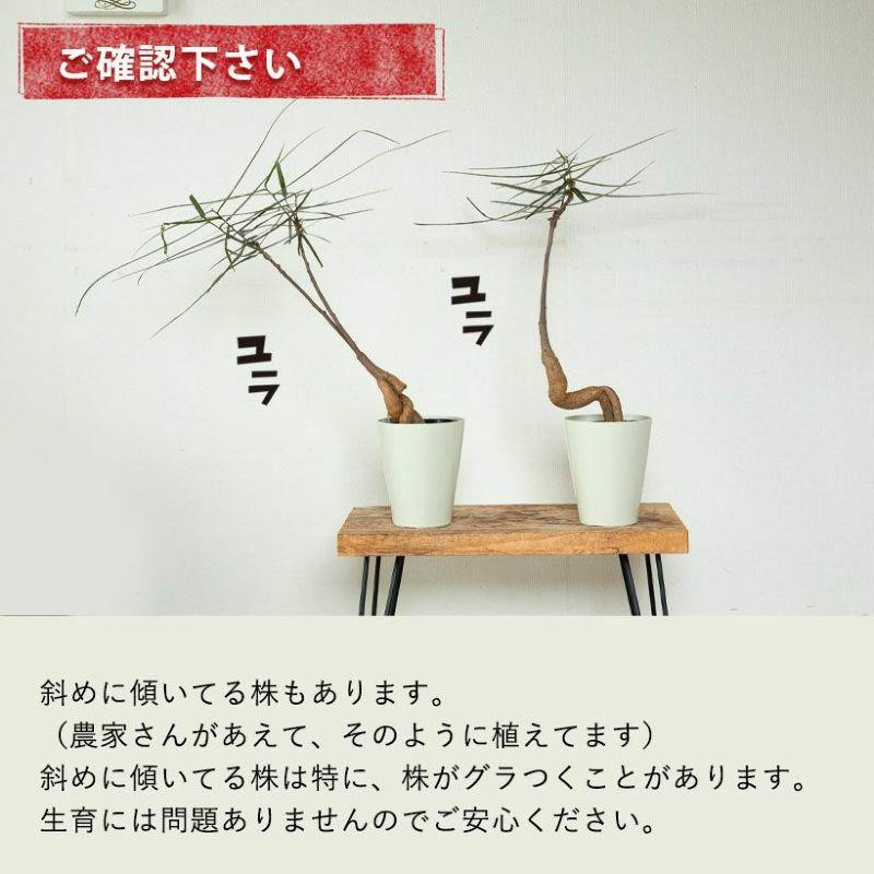 観葉植物 葉が面白いボトルツリー（ブラキチトン・ポプルネウス）5号
