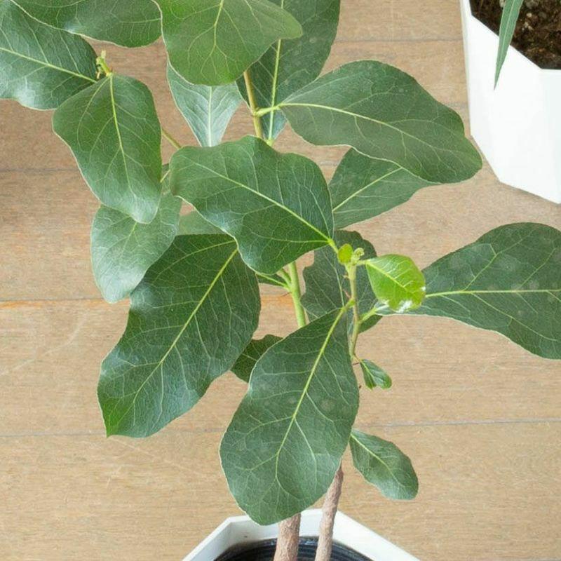 観葉植物 葉が面白いボトルツリー（ブラキチトン・ポプルネウス）5号