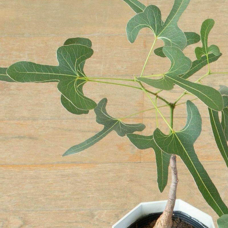観葉植物 葉が面白いボトルツリー（ブラキチトン・ポプルネウス）5号