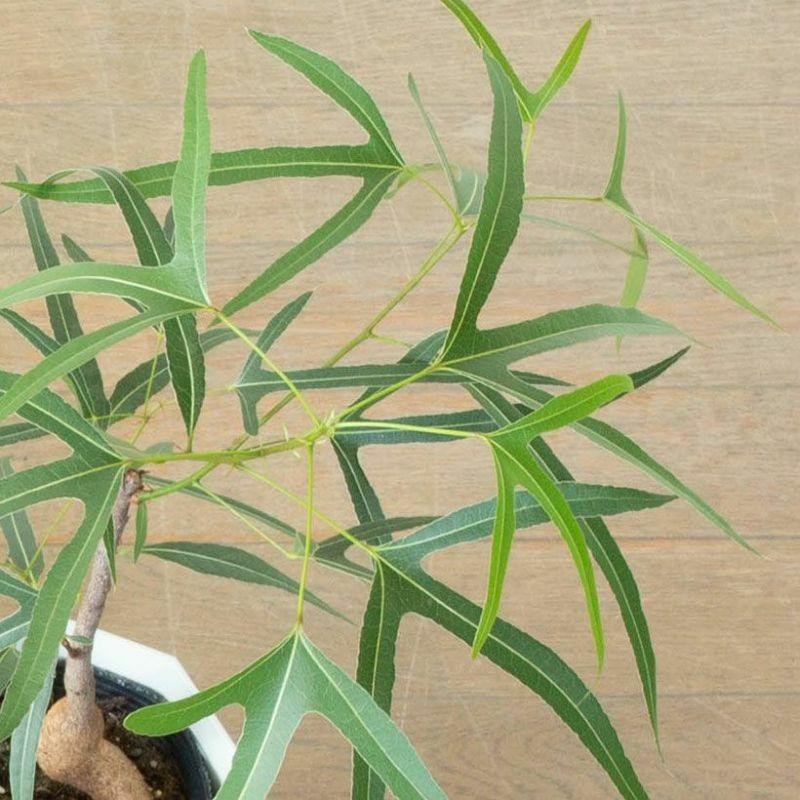 観葉植物 葉が面白いボトルツリー（ブラキチトン・ポプルネウス）5号