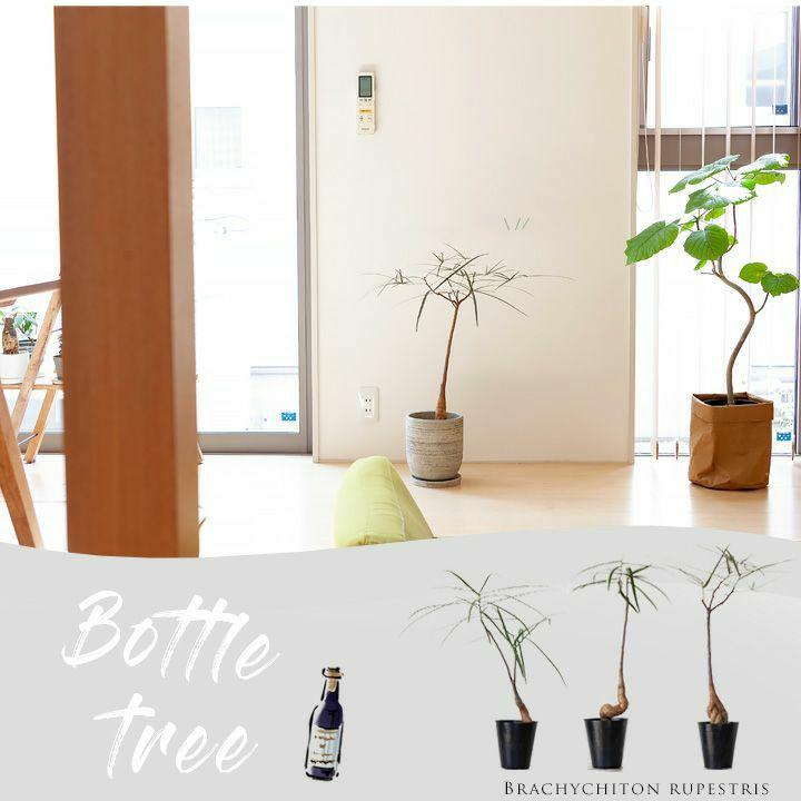 観葉植物 葉が面白いボトルツリー（ブラキチトン・ポプルネウス）5号