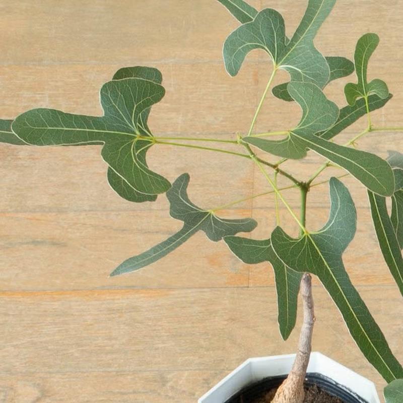 観葉植物 ボトルツリー 室内 おしゃれ 幹が太く、葉も面白い！ボトル