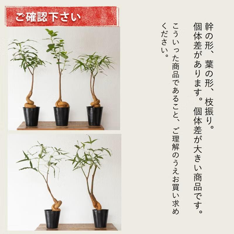 観葉植物 ボトルツリー 室内 おしゃれ 幹が太く、葉も面白い！ボトル