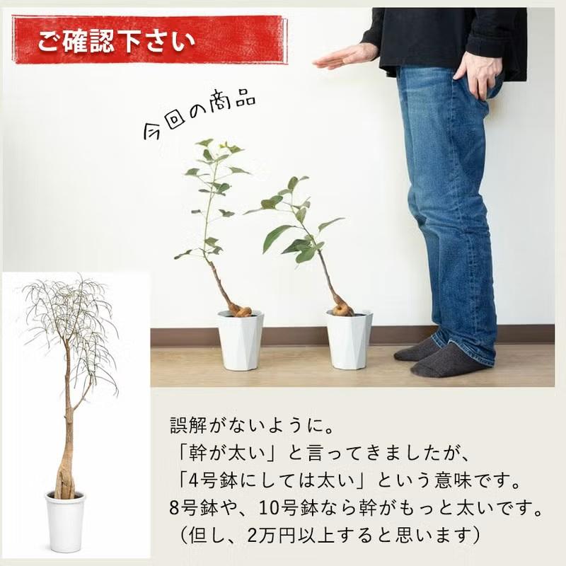 観葉植物 ボトルツリー 室内 おしゃれ 幹が太く、葉も面白い！ボトル