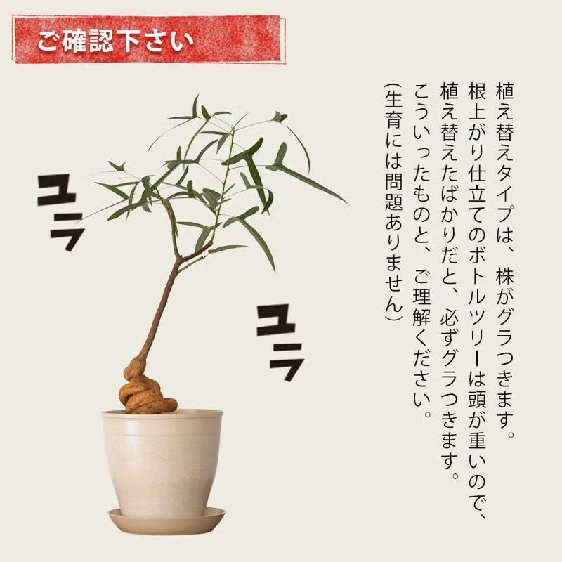 観葉植物 ボトルツリー 室内 おしゃれ 幹が太く、葉も面白い！ボトル
