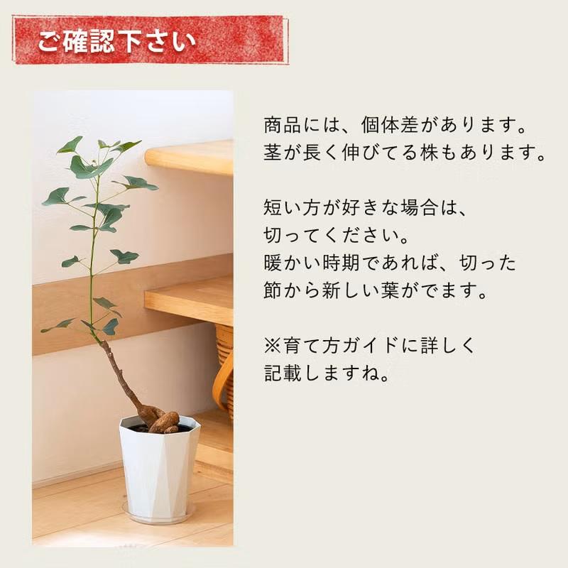 観葉植物 ボトルツリー 室内 おしゃれ 幹が太く、葉も面白い！ボトル