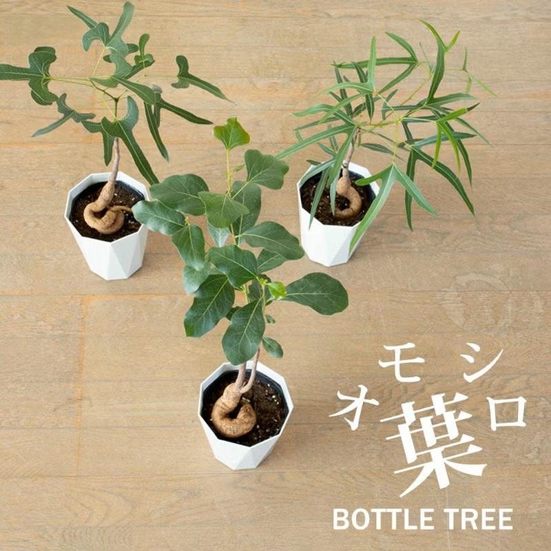 観葉植物 ボトルツリー 室内 おしゃれ 幹が太く、葉も面白い！ボトル