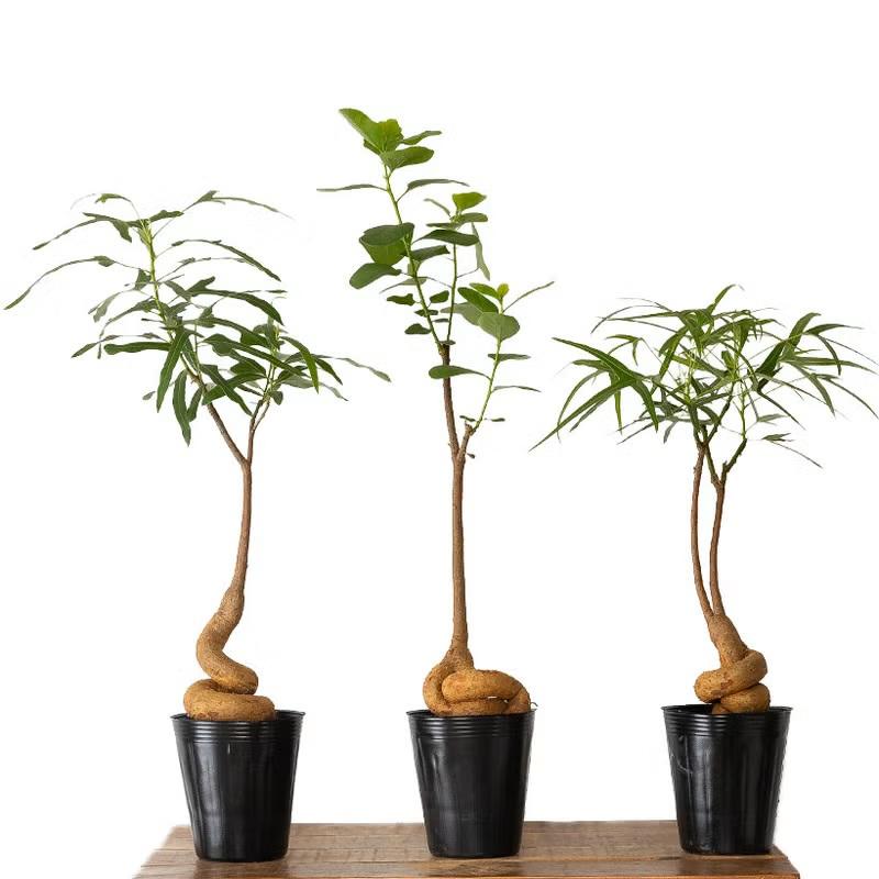 観葉植物 ボトルツリー 室内 おしゃれ 幹が太く、葉も面白い！ボトル