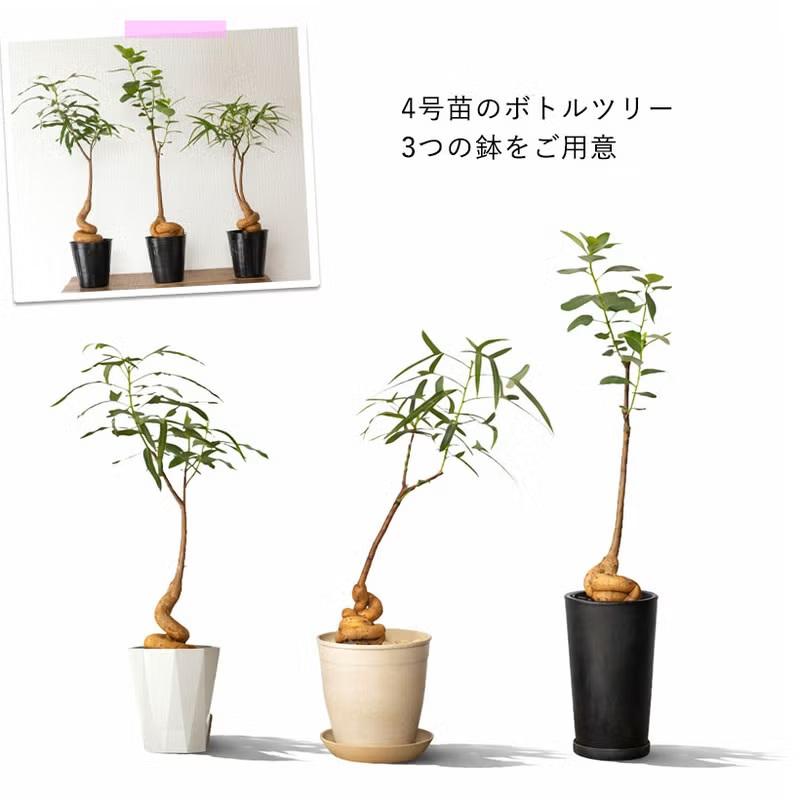 観葉植物 ボトルツリー 室内 おしゃれ 幹が太く、葉も面白い！ボトル
