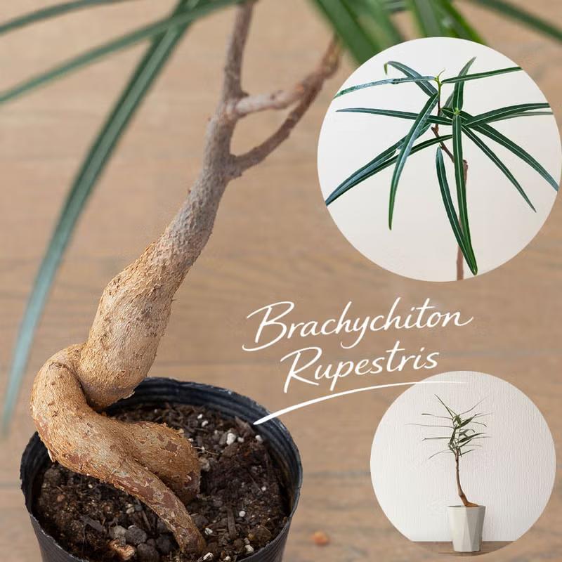 観葉植物 ボトルツリー 幹が太く、葉も面白い！ボトルツリー