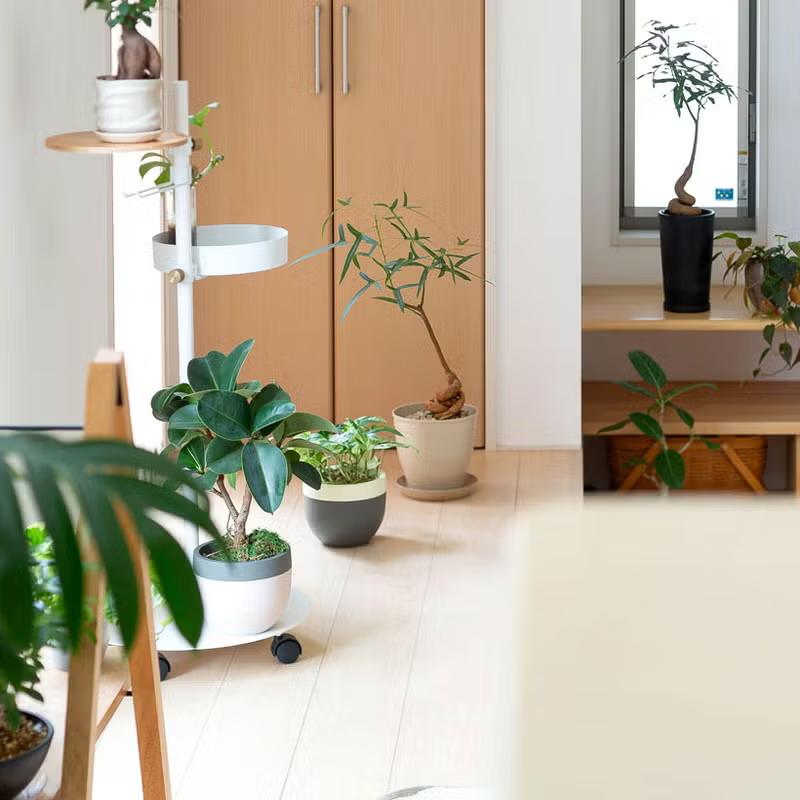 幹立　プヤ　アルペストリス　4頭　10号鉢 楽天市場】【現品】プヤ・アルペストリス 12号鉢植え【産直】 : 千草園芸