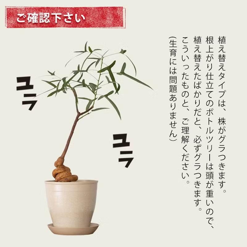 観葉植物 ボトルツリー 幹が太く、葉も面白い！ボトルツリー
