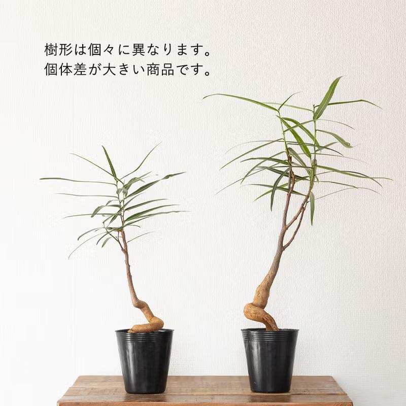 観葉植物 ボトルツリー 幹が太く、葉も面白い！ボトルツリー