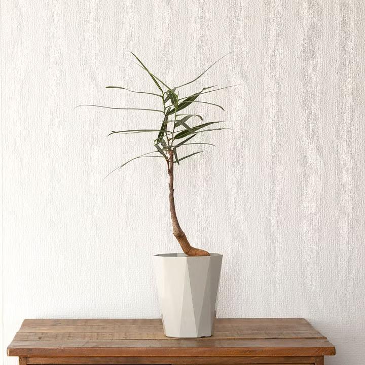 観葉植物 ボトルツリー 幹が太く、葉も面白い！ボトルツリー