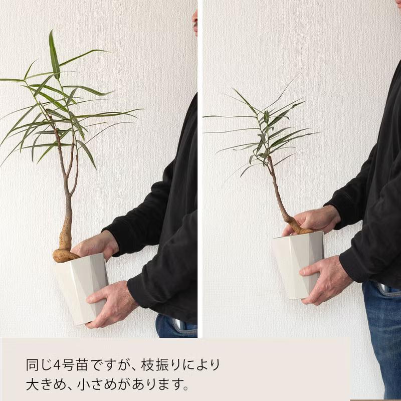 観葉植物 ボトルツリー 幹が太く、葉も面白い！ボトルツリー