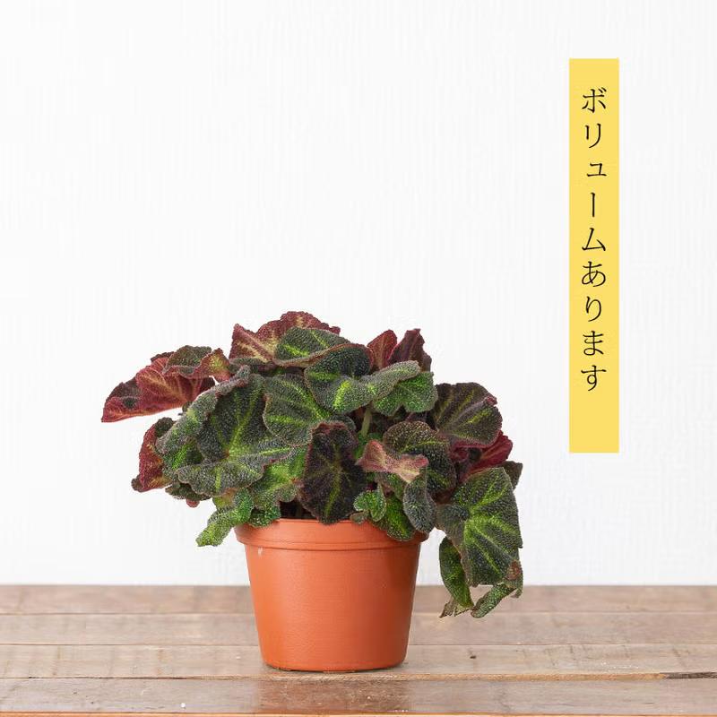 Top【選抜株】多肉植物　363363ベゴニア　9個　鉢無し/脱土 観葉植物 ベゴニア 色が変わる根茎性ベゴニア「ソリムタータ」 : e
