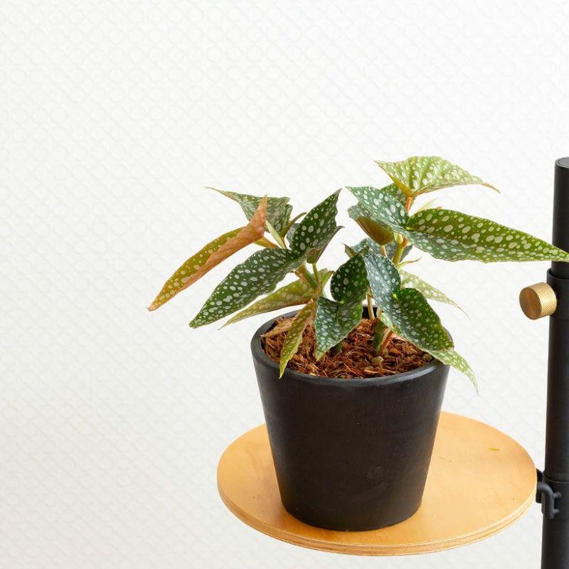 マクラータ」よりも水玉、ベゴニア・ホワイトアイス3号ポット 観葉植物