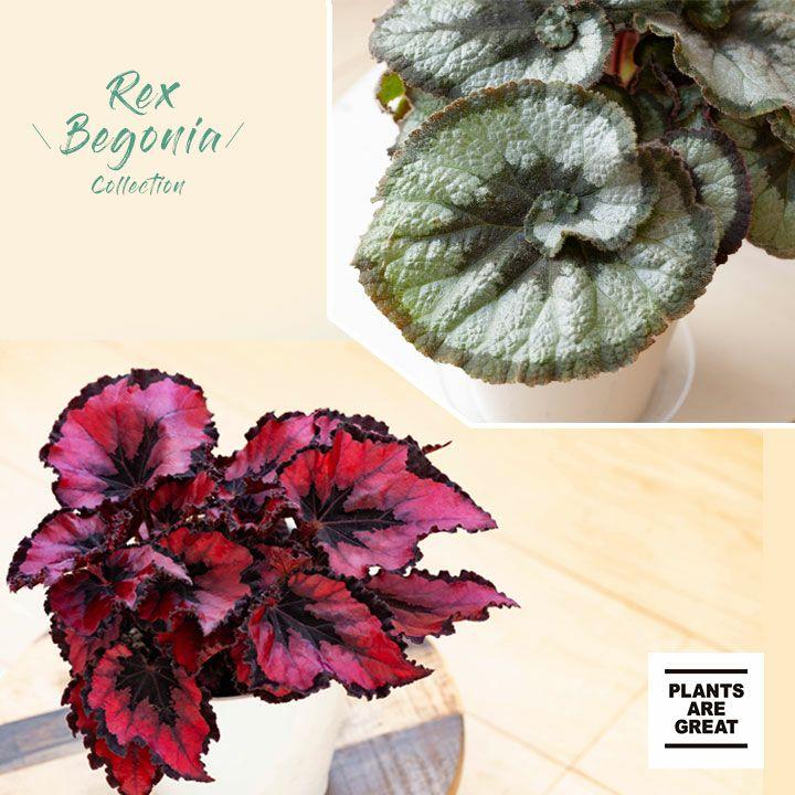 レックスベゴニア：赤いステンドグラスorエスカルゴ : e-花屋さん