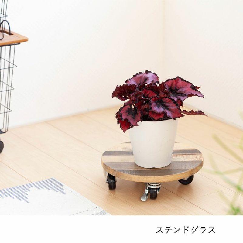 ステンドグラス　型　モールド　アサガオ　ベゴニア レックスベゴニア：赤いステンドグラスorエスカルゴ : e-花屋さん