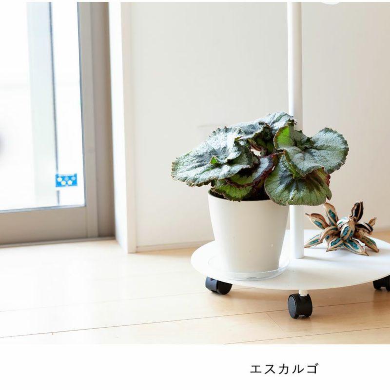 レックスベゴニア：赤いステンドグラスorエスカルゴ : e-花屋さん