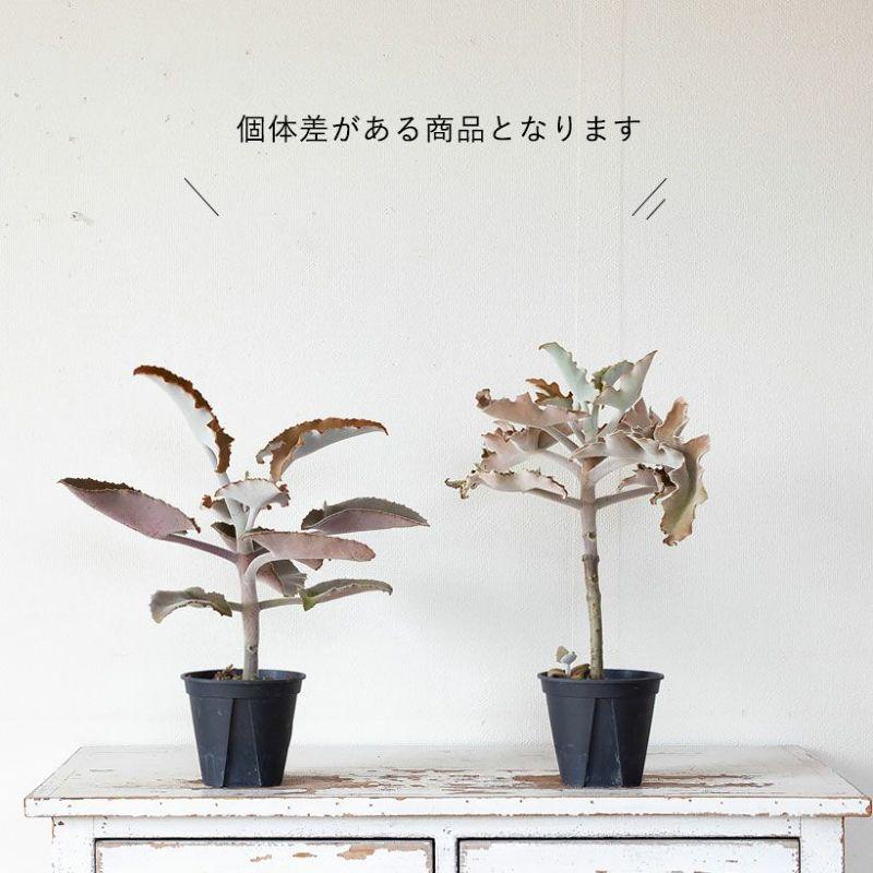 訳有りSALE】カランコエ・ベハレンシス(仙女の毎) : e-花屋 訳有りSALE】カランコエ・ベハレンシス(仙女の毎) : e-花屋