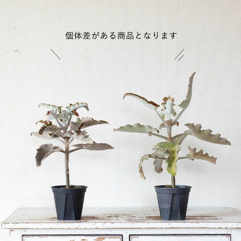 訳有りSALE】カランコエ・ベハレンシス（仙女の毎） : e-花屋さん