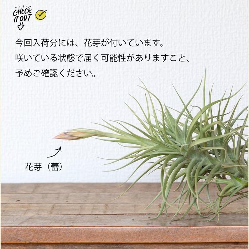 エアープランツ エアプランツ 大きめ満足サイズ！ チランジア