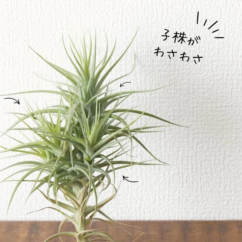 エアープランツ エアプランツ 大きめ満足サイズ！ チランジア