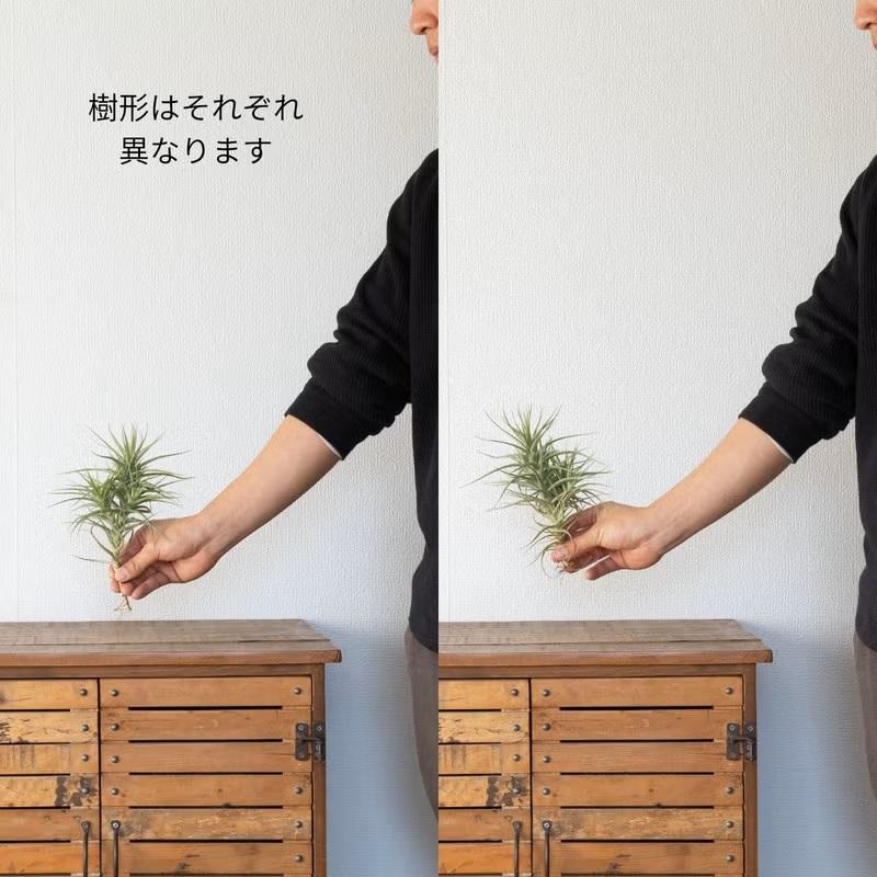 エアープランツ エアプランツ 大きめ満足サイズ！ チランジア