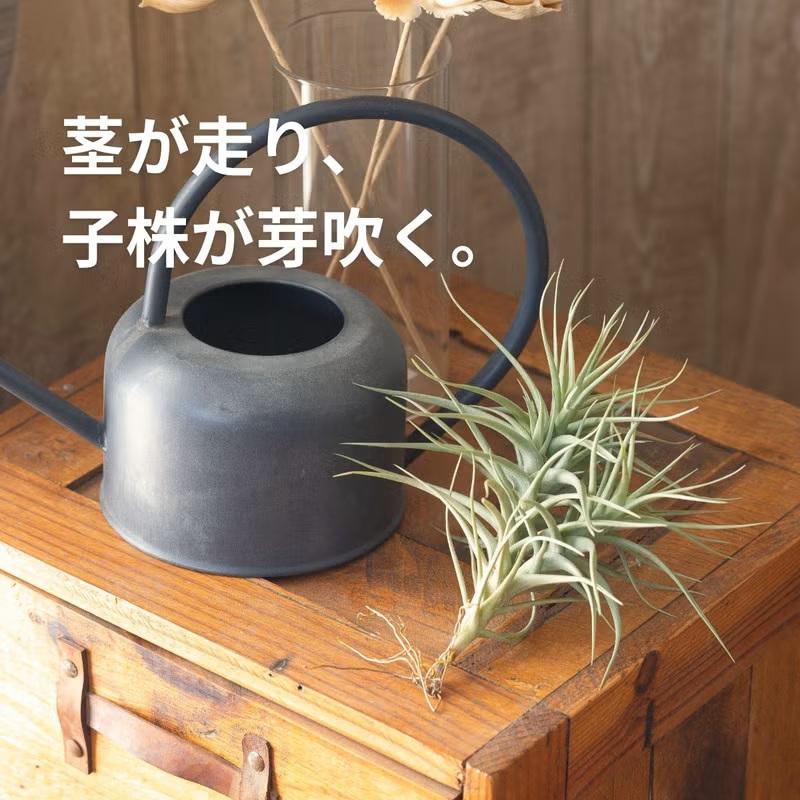 エアープランツ エアプランツ 大きめ満足サイズ！ チランジア