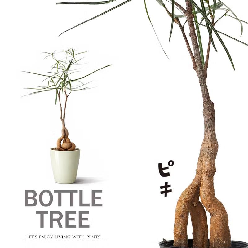 観葉植物 ボトルツリー 面白い、可愛らしい、ボトルツリー【幹の動きが